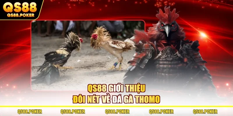 Đá Gà Thomo - Khám Phá Từ A - Z Về Hình Thức Đặc Sắc 2026 1 QS88 giới thiệu đôi nét về đá gà Thomo
